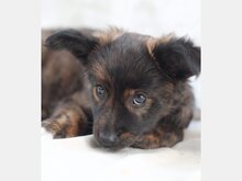 LARAMIE, Hund, Mischlingshund in Spanien - Bild 1