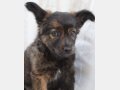 LARAMIE, Hund, Mischlingshund in Spanien - Bild 2