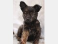 LARAMIE, Hund, Mischlingshund in Spanien - Bild 4