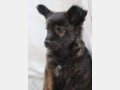 LARAMIE, Hund, Mischlingshund in Spanien - Bild 6