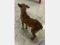 LARAMIE, Hund, Mischlingshund in Spanien - Bild 8