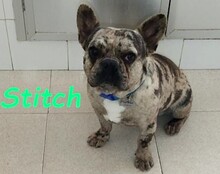 STITCH, Hund, Französische Bulldogge in Spanien - Bild 1