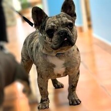 STITCH, Hund, Französische Bulldogge in Spanien - Bild 2
