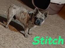 STITCH, Hund, Französische Bulldogge in Spanien - Bild 3