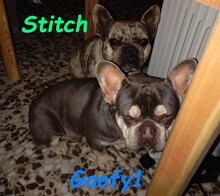 STITCH, Hund, Französische Bulldogge in Spanien - Bild 4