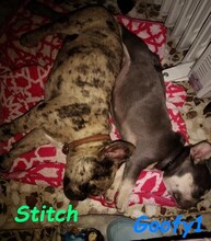 STITCH, Hund, Französische Bulldogge in Spanien - Bild 5