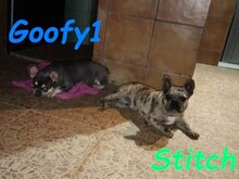 STITCH, Hund, Französische Bulldogge in Spanien - Bild 6