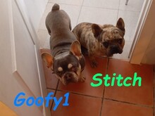 STITCH, Hund, Französische Bulldogge in Spanien - Bild 8