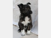 INDIANA, Hund, Mischlingshund in Spanien - Bild 1