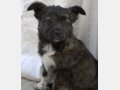 INDIANA, Hund, Mischlingshund in Spanien - Bild 2