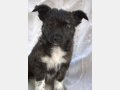 INDIANA, Hund, Mischlingshund in Spanien - Bild 3
