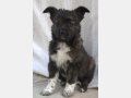 INDIANA, Hund, Mischlingshund in Spanien - Bild 4