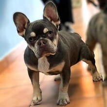 GOOFY1, Hund, Französische Bulldogge in Spanien - Bild 1