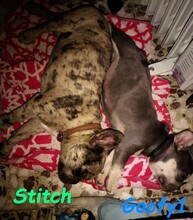 GOOFY1, Hund, Französische Bulldogge in Spanien - Bild 2