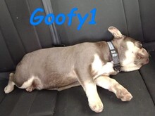 GOOFY1, Hund, Französische Bulldogge in Spanien - Bild 3