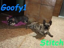 GOOFY1, Hund, Französische Bulldogge in Spanien - Bild 4