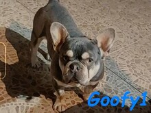 GOOFY1, Hund, Französische Bulldogge in Spanien - Bild 5