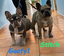 GOOFY1, Hund, Französische Bulldogge in Spanien - Bild 6