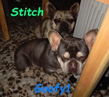 GOOFY1, Hund, Französische Bulldogge in Spanien - Bild 8