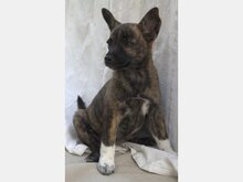 ARIZONA, Hund, Mischlingshund in Spanien - Bild 1