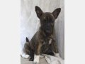 ARIZONA, Hund, Mischlingshund in Spanien - Bild 2