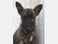 ARIZONA, Hund, Mischlingshund in Spanien - Bild 3