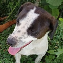 BILLY, Hund, Mischlingshund in Rumänien - Bild 1