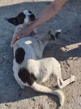 BILLY, Hund, Mischlingshund in Rumänien - Bild 4