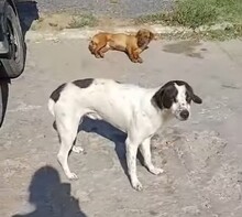 BILLY, Hund, Mischlingshund in Rumänien - Bild 5