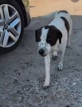 BILLY, Hund, Mischlingshund in Rumänien - Bild 6