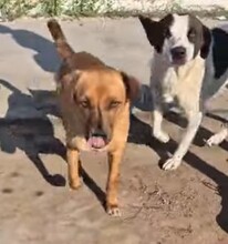 JEAN, Hund, Mischlingshund in Rumänien - Bild 1