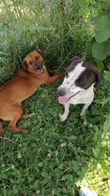 JEAN, Hund, Mischlingshund in Rumänien - Bild 2