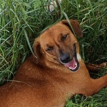 JEAN, Hund, Mischlingshund in Rumänien - Bild 3