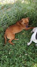 JEAN, Hund, Mischlingshund in Rumänien - Bild 4