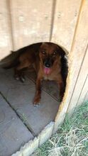 JEAN, Hund, Mischlingshund in Rumänien - Bild 5