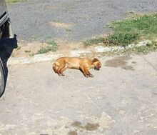 JEAN, Hund, Mischlingshund in Rumänien - Bild 6