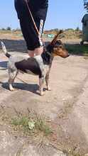GERI, Hund, Mischlingshund in Ungarn - Bild 1