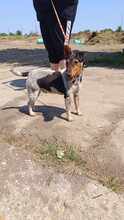 GERI, Hund, Mischlingshund in Ungarn - Bild 2