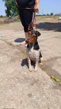 GERI, Hund, Mischlingshund in Ungarn - Bild 3