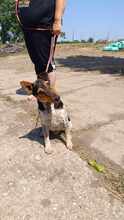 GERI, Hund, Mischlingshund in Ungarn - Bild 4
