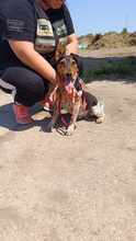 GERI, Hund, Mischlingshund in Ungarn - Bild 5