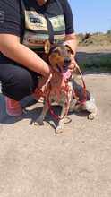 GERI, Hund, Mischlingshund in Ungarn - Bild 6