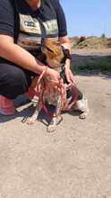 GERI, Hund, Mischlingshund in Ungarn - Bild 7