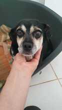 GRETA2, Hund, Mischlingshund in Rumänien - Bild 1
