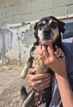 GRETA2, Hund, Mischlingshund in Rumänien - Bild 2
