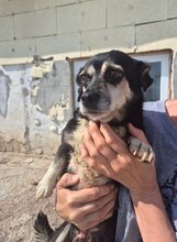 GRETA2, Hund, Mischlingshund in Rumänien - Bild 3