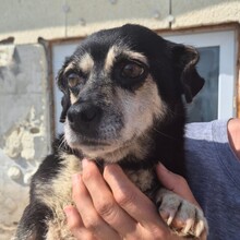 GRETA2, Hund, Mischlingshund in Rumänien - Bild 4