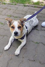 DIDIER, Hund, Mischlingshund in Rumänien - Bild 1
