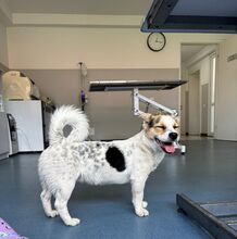 DIDIER, Hund, Mischlingshund in Rumänien - Bild 2