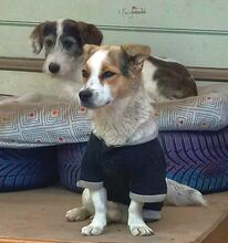 DIDIER, Hund, Mischlingshund in Rumänien - Bild 3